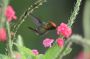 Trinidad2005 - 009 * Tufted Coquette Hummingbird.